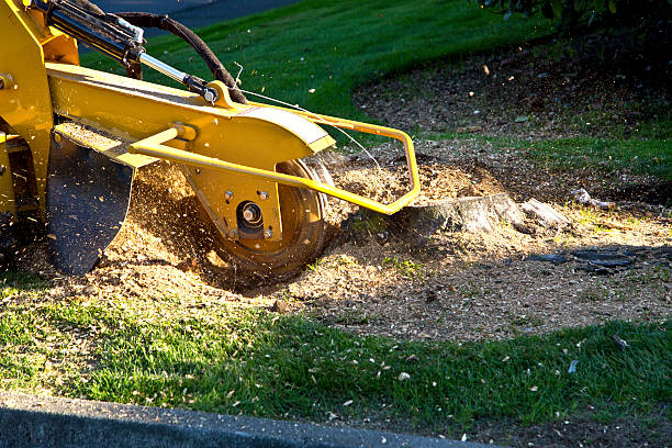 Best Tree Trimming Near Me  in Welcome, SC